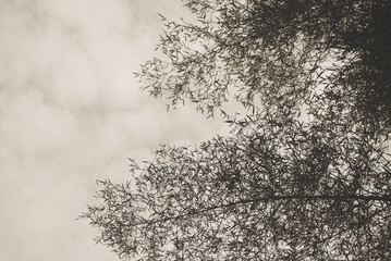 Bamboo leaves and clumps in soft monotone. Image made in warm tone for background and a simply and calm of a zen mood.