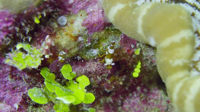 thor amboinensis shrimp while scuba diving in maldives