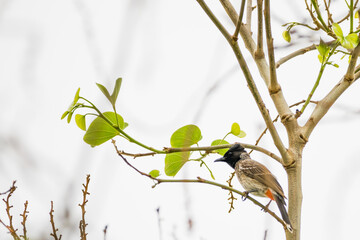 Red-vented Bulbul (Pycnonotus cafer) perching on a twig with leaves