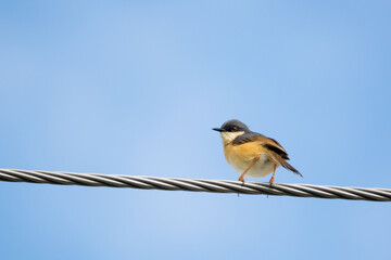 Portrait of Ashy Prinia (Prinia socialis) perching on a powerline with blue and clear sky in the background