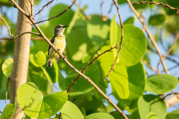 Purple rumped Sunbird (Leptocoma zeylonica) perched on a tree with bright green leaves.