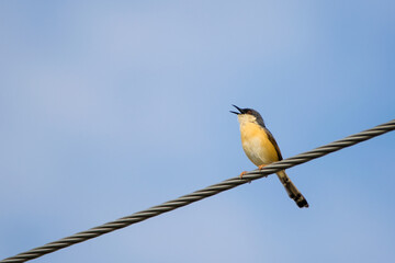 Portrait of Ashy Prinia (Prinia socialis) singing while sitting on a powerline with blue and clear sky in the background