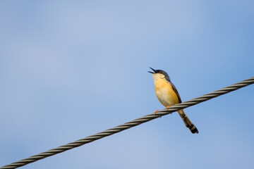 Portrait of Ashy Prinia (Prinia socialis) singing while sitting on a powerline with blue and clear...