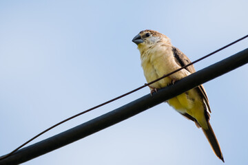 Portrait of Indian Silverbill (Euodice malabarica) perching on a wire