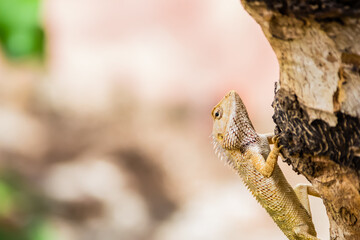 Oriental Garden Lizard (Calotes versicolor) climbing up a tree in a garden