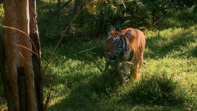 Male tiger walking and showing his dominance here