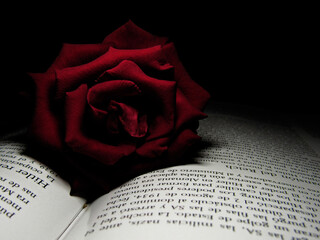 close-up of red rose on book