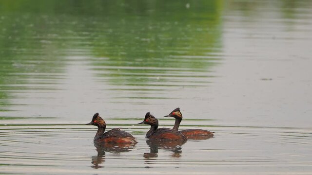 Close up shot of a Black-necked grebe swimming in a pond