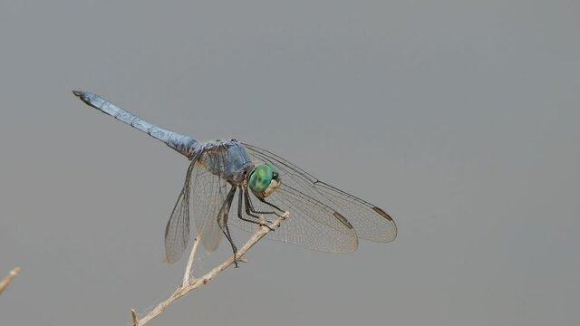 Close up of Blue dasher
