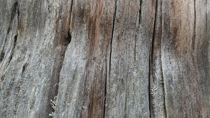 old wood texture background or wallpaper