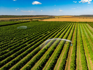 Irrigation in orange plantation on sunny day in Brazil