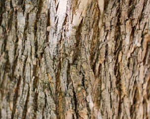 An old  tree bark can be used as background or texture.