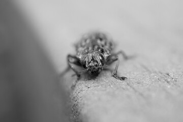 Bark beetle in black and white. 