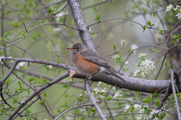Robin perched on flowering tree. 