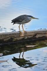 Fishing bird in the Amazon