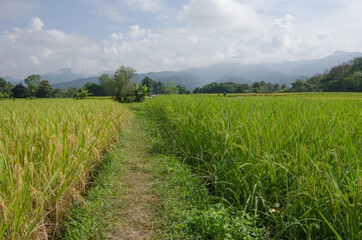 Fototapeta na wymiar Long ridge with grass in rice field in the north of Thailand