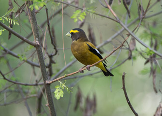 Male evening grosbeak in tree looking away. 