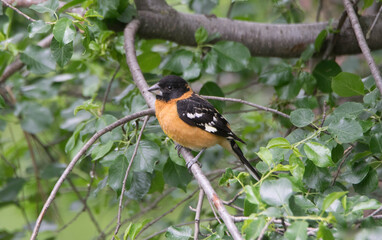 Male grosbeak perched on tree limb. 
