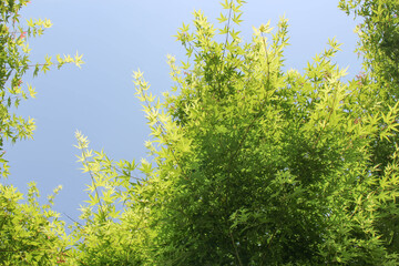 Fototapeta premium Forest and sky in Japan