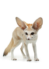 fennec fox on a white background in studio