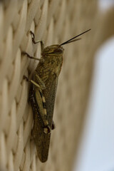 Close-up of an Egyptian grasshopper, Anacridium aegyptium. This solitary grasshopper is one of the largest in Europe and is easily recognisable by its vertical black and white stripped eye.