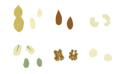 いろいろなナッツ　輪郭線なし