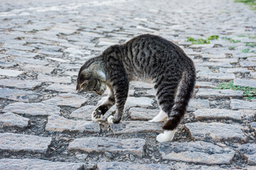 Stray cat hunting small animals