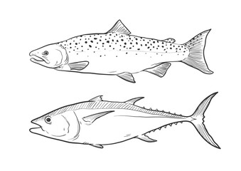 Hand drawn Fish Collection in black and white for coloring page, Salmon and Tuna fish vector illustration drawing.