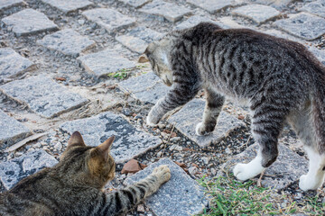 Stray cat hunting small animals