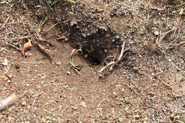Nature scene: Ants in Japan tokyo