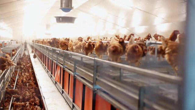Chicken Factory Farm Interior Details