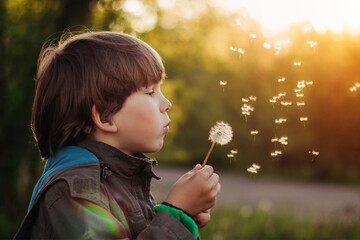 Child blowing on a dandelion. Kid with a flower at sunset in the summer. Autumn Glow Sunshine....