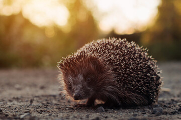 Close-up of a hedgehog crossing the road in the summer evening at sunset