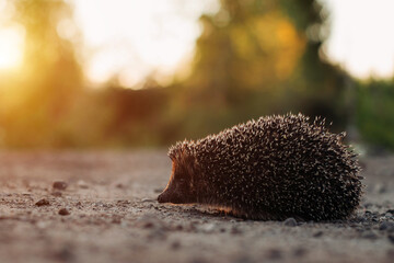 Naklejka na ściany i meble Close-up of a hedgehog crossing the road in the summer evening at sunset