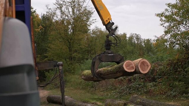 Logging Forklift Operator Truck Loading Tree Logs Sawmill Factory Aerial Drone