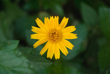 yellow flower in the garden