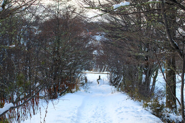 road in winter forest