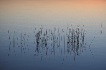 Reeds in water at sunrise in Nine Mile Pond in Everglades National Park, Florida.