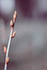 Growth buds  on a branch