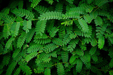 fern leaf background