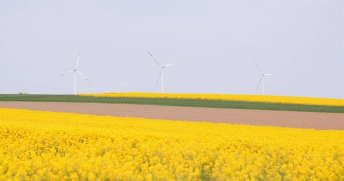 Blooming Rapeseed Flowers and Wind Turbines at Agriculture Field