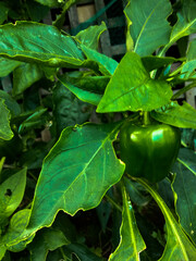 green leaves of a plant