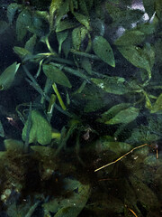 Leaves