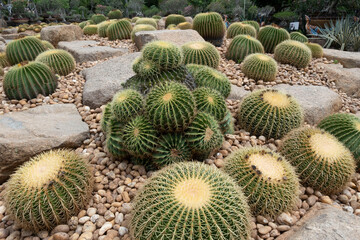 Many cactus in the garden