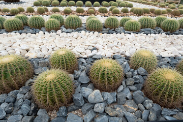 Fototapeta na wymiar Many cactus in the garden