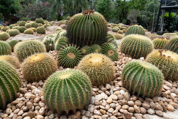 Many cactus in the garden