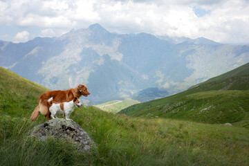 Fototapeta na wymiar two dogs in travel. Mountain view. landscape with a pet