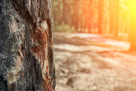pine bark texture. natural view of the forest.