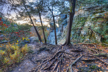Fototapeta premium big cedar in the autumn mountains at twilight