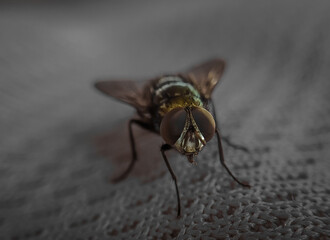 Close up shot of a housefly